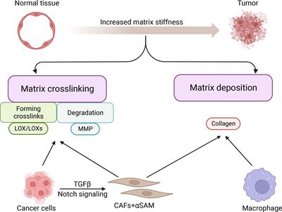 The role of matrix stiffness in breast cancer progression: a review